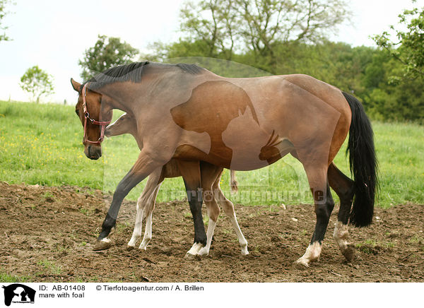 mare with foal / AB-01408