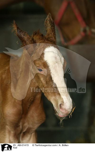 foal / AB-01415