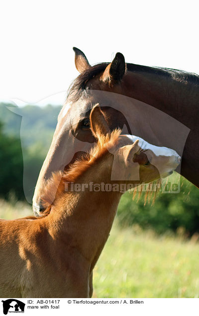 Stute mit Fohlen / mare with foal / AB-01417