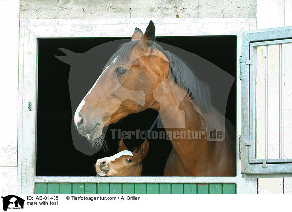 Stute mit Fohlen / mare with foal / AB-01435