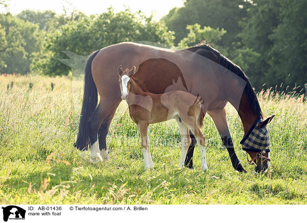 Stute mit Fohlen / mare with foal / AB-01436