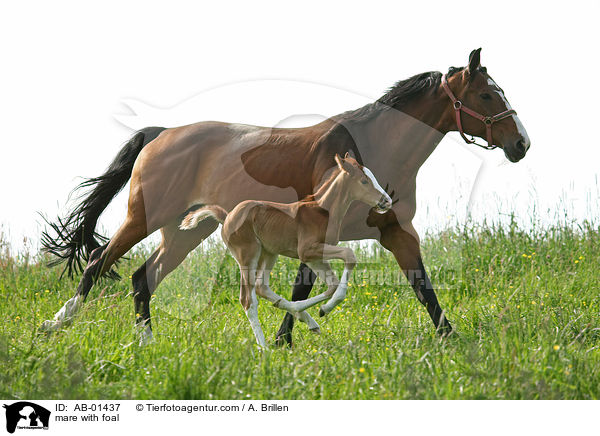 mare with foal / AB-01437