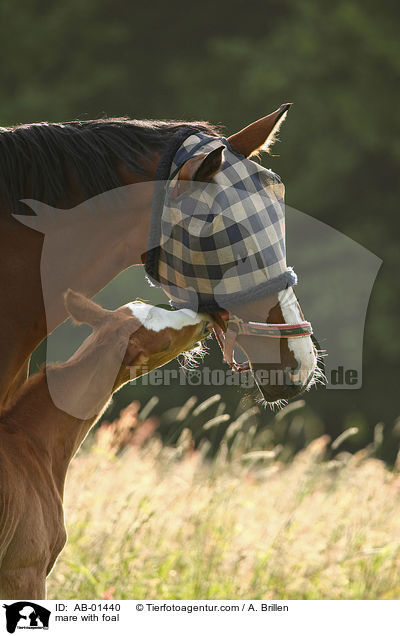 Stute mit Fohlen / mare with foal / AB-01440