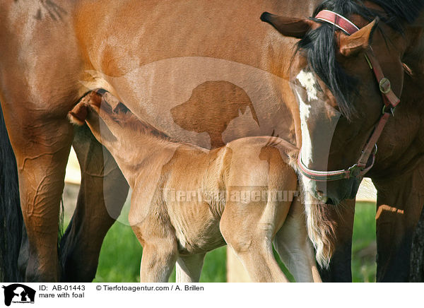 mare with foal / AB-01443
