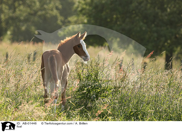 foal / AB-01446