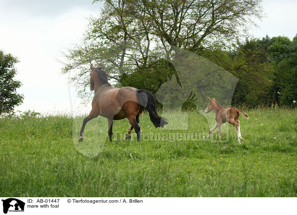 mare with foal / AB-01447