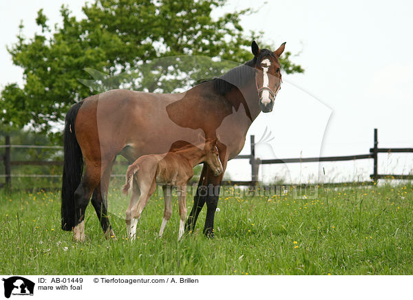 Stute mit Fohlen / mare with foal / AB-01449