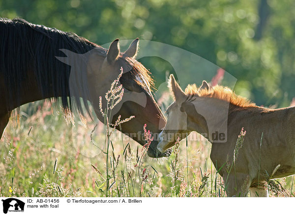 mare with foal / AB-01456