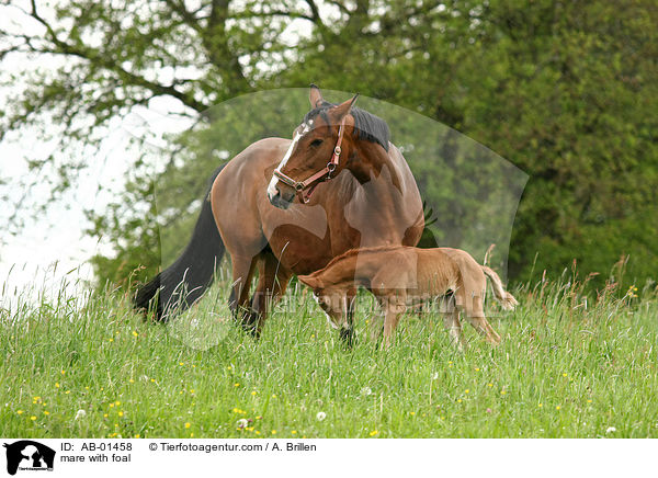 Stute mit Fohlen / mare with foal / AB-01458