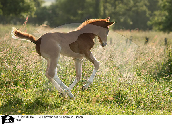 foal / AB-01463