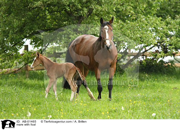 mare with foal / AB-01465