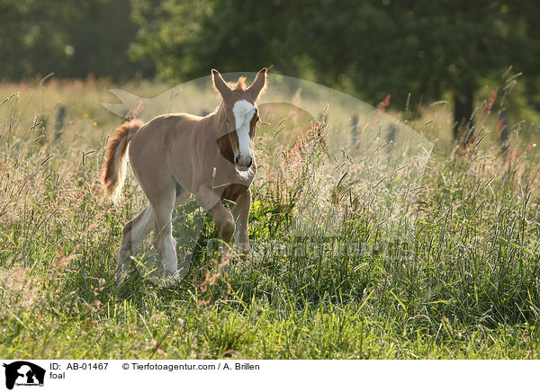 foal / AB-01467