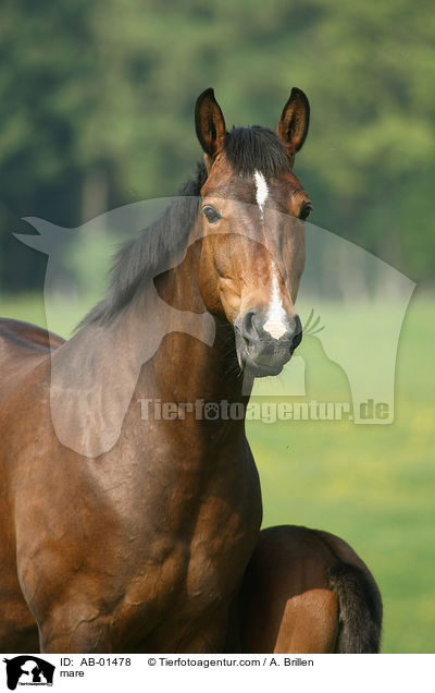 mare / AB-01478
