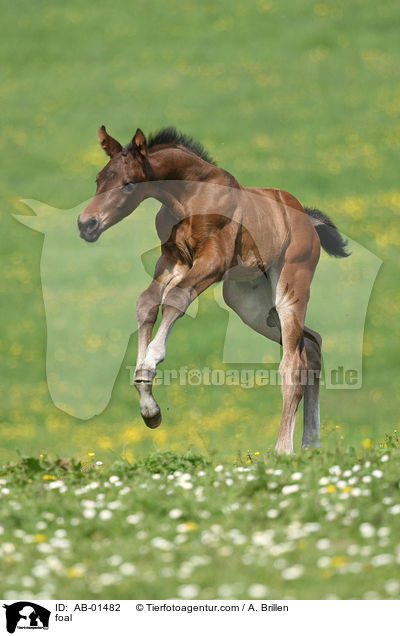Rheinisches Warmblut Fohlen / foal / AB-01482