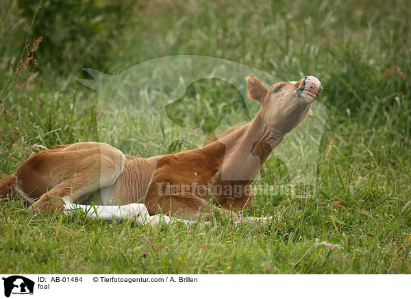 foal / AB-01484