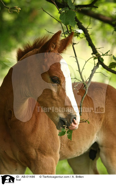 foal / AB-01486