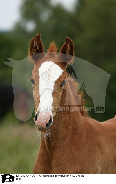 foal / AB-01490