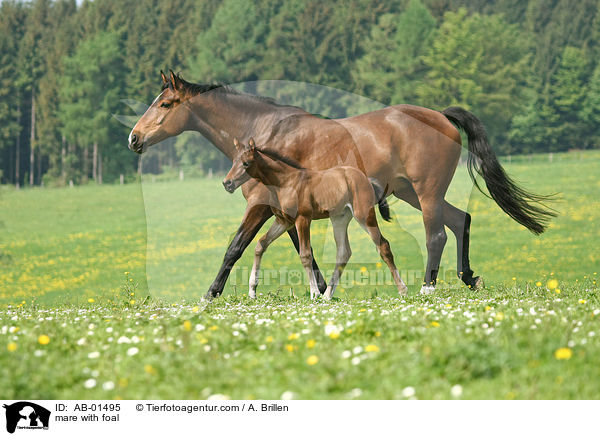 mare with foal / AB-01495