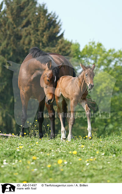 Stute mit Fohlen / mare with foal / AB-01497