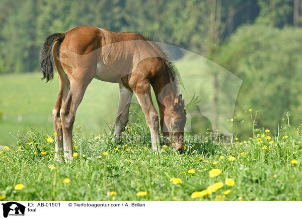 Rheinisches Warmblut Fohlen / foal / AB-01501