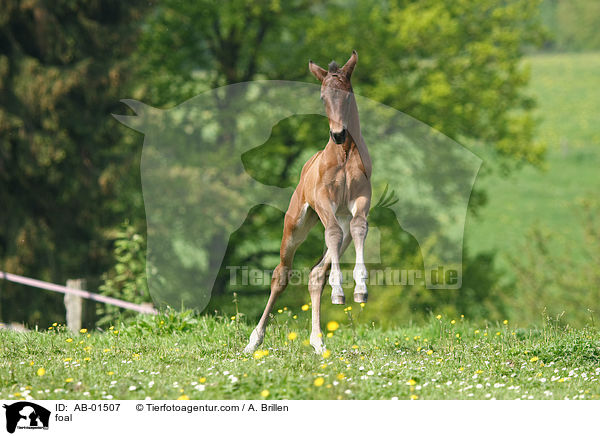 foal / AB-01507