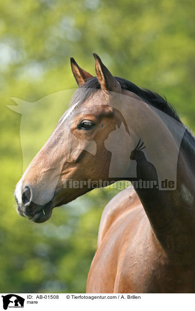 mare / AB-01508