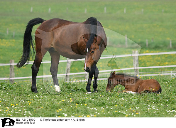 Stute mit Fohlen / mare with foal / AB-01509