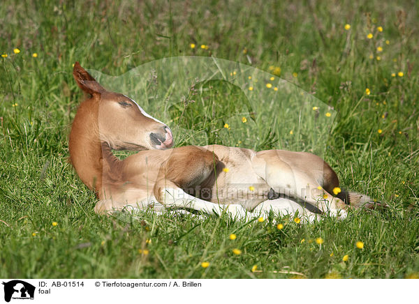 Rheinisches Warmblut Fohlen / foal / AB-01514