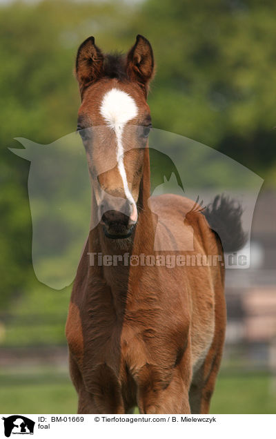 foal / BM-01669