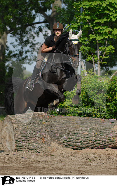 Rheinlnder am Sprung / jumping horse / NS-01453