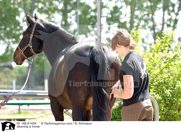 Pferd putzen / cleaning a horse / NS-01454