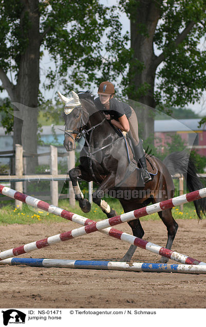Rheinlnder am Sprung / jumping horse / NS-01471