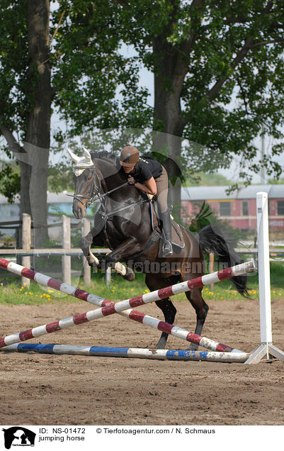 Rheinlnder am Sprung / jumping horse / NS-01472