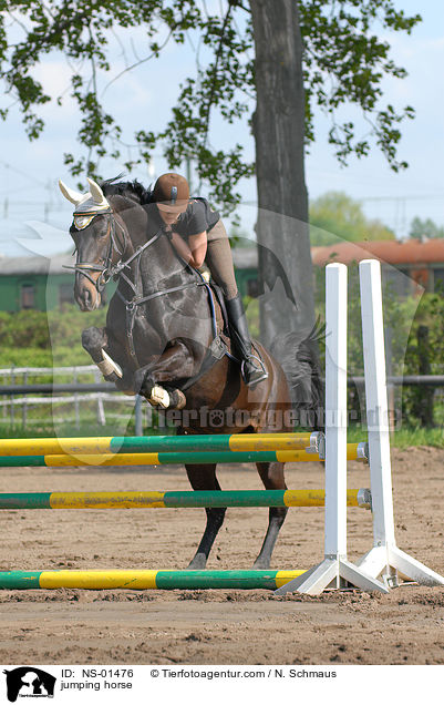 Rheinlnder am Sprung / jumping horse / NS-01476