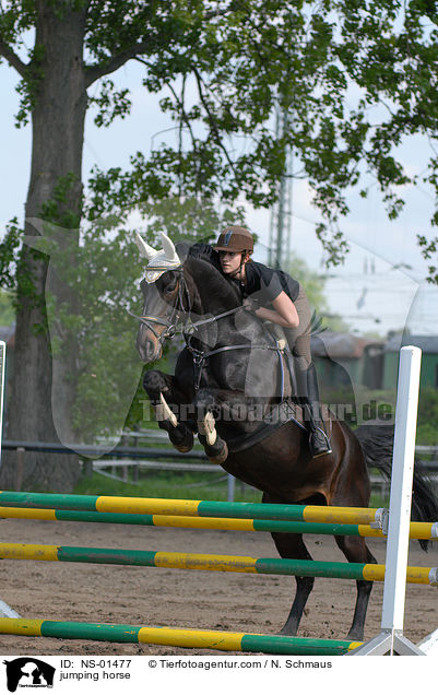 Rheinlnder am Sprung / jumping horse / NS-01477