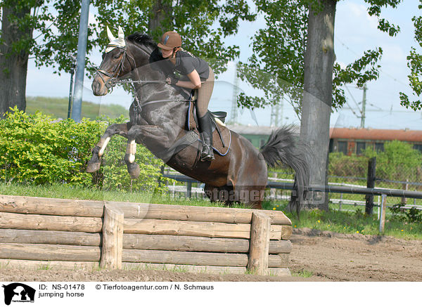 Rheinlnder am Sprung / jumping horse / NS-01478
