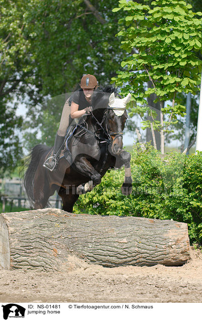 Rheinlnder am Sprung / jumping horse / NS-01481