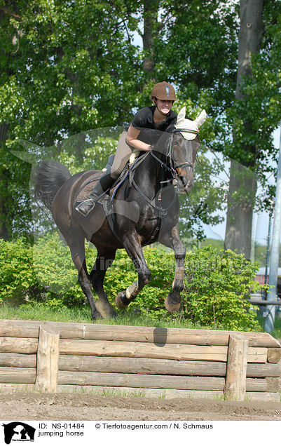 Rheinlnder am Sprung / jumping horse / NS-01484