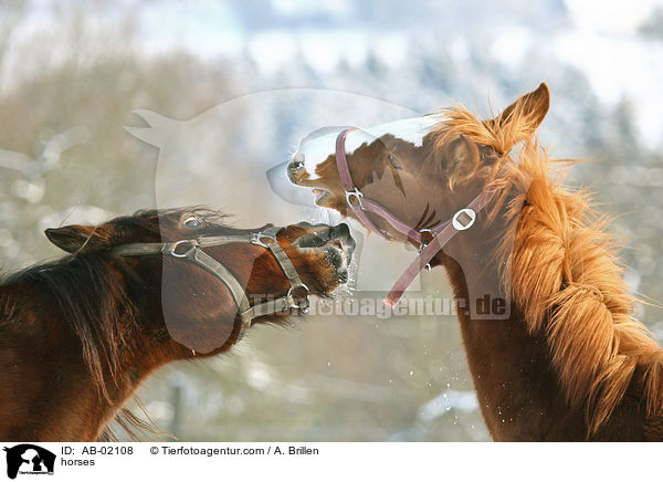 horses / AB-02108