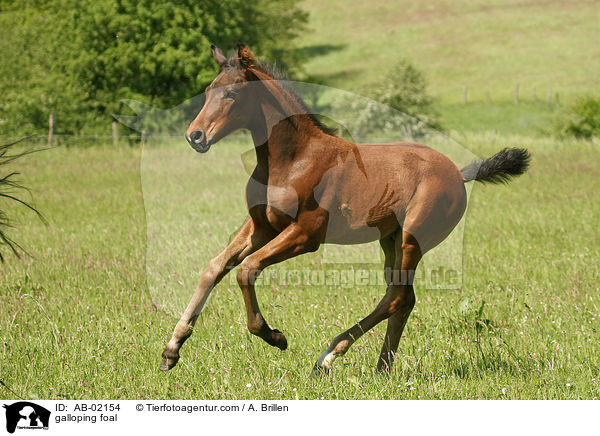galloping foal / AB-02154