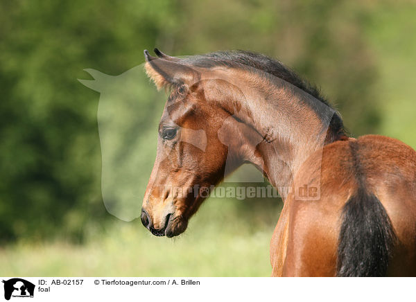 foal / AB-02157