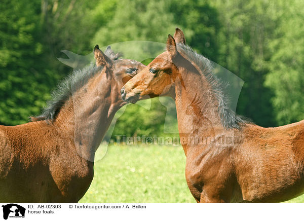 horse foals / AB-02303