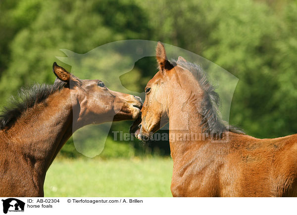 horse foals / AB-02304