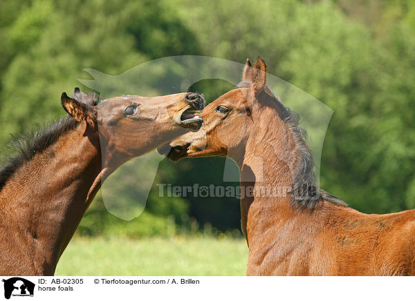 horse foals / AB-02305