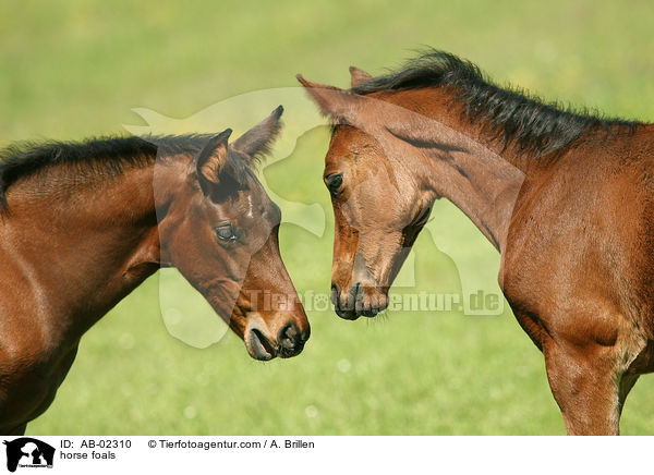horse foals / AB-02310