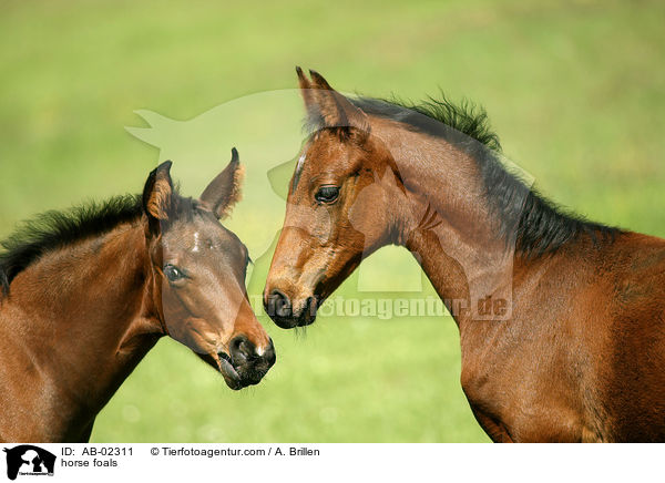 horse foals / AB-02311