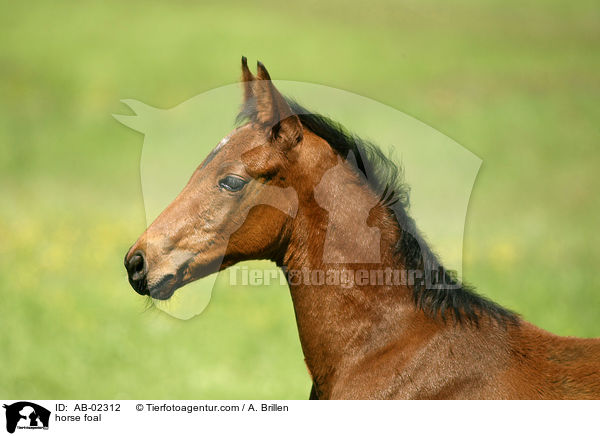 horse foal / AB-02312