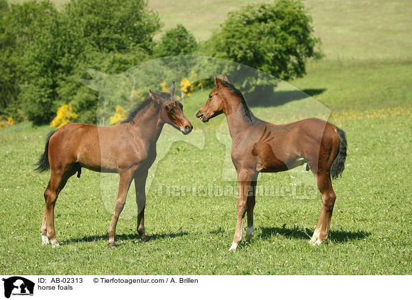 horse foals / AB-02313