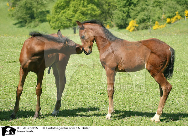 horse foals / AB-02315