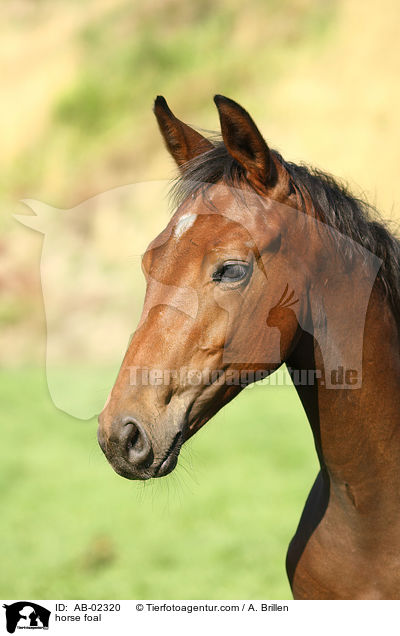 horse foal / AB-02320